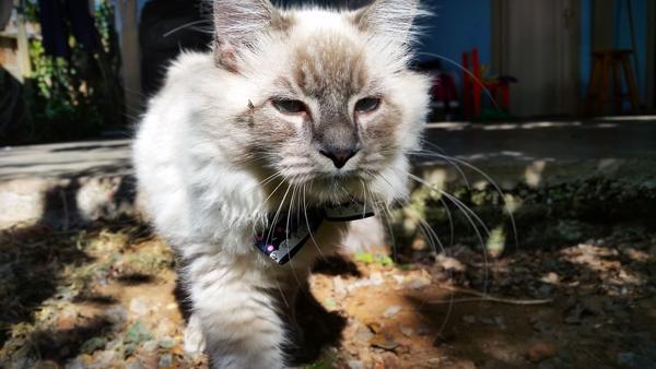 </BR>Maker: SAMSUNG</BR>Model: SM-G900MD</BR>Exposure Time: 1/538s</BR>F-stop: f/2.2</BR>ISO: 40</BR>Focal Length: 5mm</BR>35mm Focal Length: 31mm