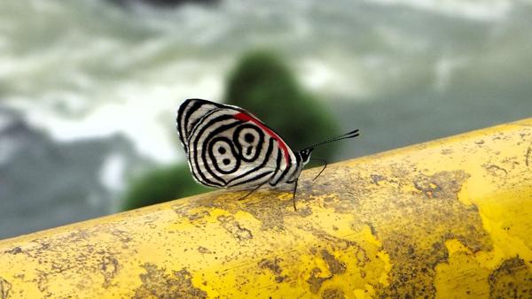 </BR>Maker: FUJIFILM</BR>Model: FinePix REAL 3D W3</BR>Exposure Time: 1/550s</BR>F-stop: f/5.6</BR>ISO: 200</BR>Focal Length: 19mm