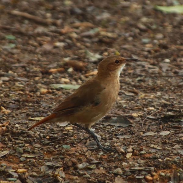 </BR>Maker: CANON</BR>Model: Canon EOS Rebel SL3</BR>Exposure Time: 1/640s</BR>F-stop: f/5.6</BR>ISO: 500</BR>Focal Length: 300mm