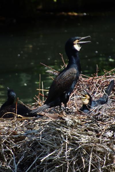 </BR>Maker: CANON</BR>Model: Canon EOS Rebel SL3</BR>Exposure Time: 1/1250s</BR>F-stop: f/5.6</BR>ISO: 320</BR>Focal Length: 300mm