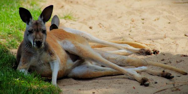 </BR>Maker: CANON</BR>Model: Canon EOS Rebel SL3</BR>Exposure Time: 1/1000s</BR>F-stop: f/5.6</BR>ISO: 800</BR>Focal Length: 300mm