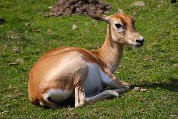 </BR>Maker: CANON</BR>Model: Canon EOS Rebel SL3</BR>Exposure Time: 1/1000s</BR>F-stop: f/7.1</BR>ISO: 200</BR>Focal Length: 300mm