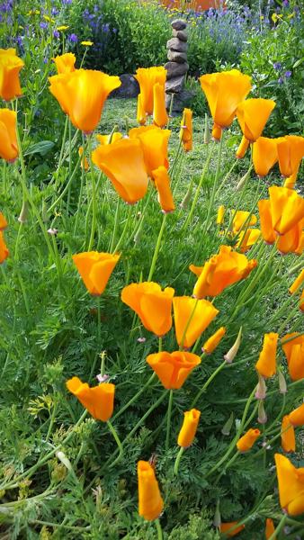 </BR>Maker: SAMSUNG</BR>Model: SM-G900MD</BR>Exposure Time: 1/136s</BR>F-stop: f/2.2</BR>ISO: 40</BR>Focal Length: 5mm</BR>35mm Focal Length: 31mm