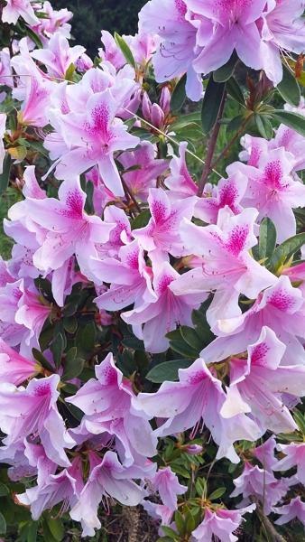 </BR>Maker: SAMSUNG</BR>Model: SM-G900MD</BR>Exposure Time: 1/120s</BR>F-stop: f/2.2</BR>ISO: 40</BR>Focal Length: 5mm</BR>35mm Focal Length: 31mm