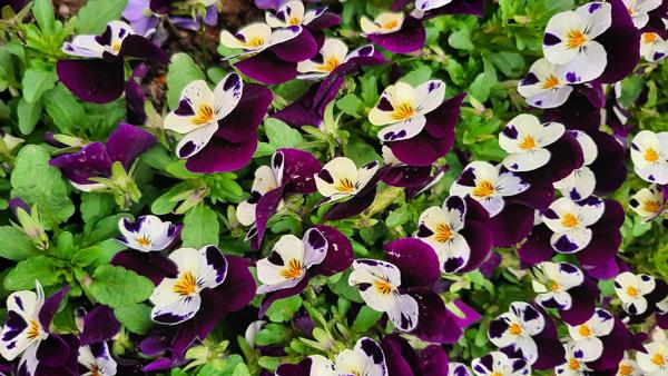 </BR>Maker: SAMSUNG</BR>Model: SM-A505F</BR>Exposure Time: 1/183s</BR>F-stop: f/1.7</BR>ISO: 40</BR>Focal Length: 4mm</BR>35mm Focal Length: 26mm