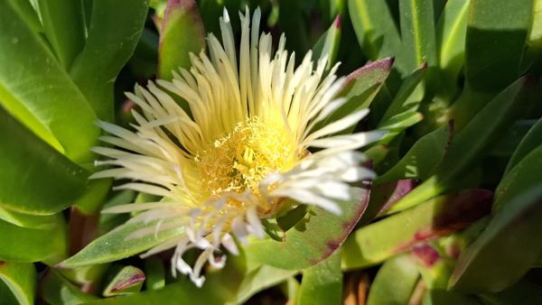 </BR>Maker: SAMSUNG</BR>Model: Galaxy A55 5G</BR>Exposure Time: 1/1437s</BR>F-stop: f/1.8</BR>ISO: 50</BR>Focal Length: 6mm</BR>35mm Focal Length: 23mm