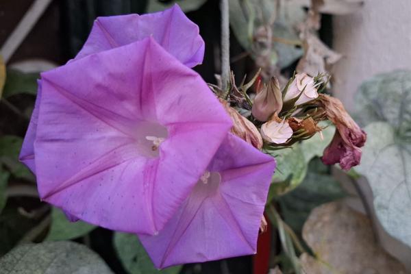 </BR>Maker: SAMSUNG</BR>Model: Galaxy A55 5G</BR>Exposure Time: 1/100s</BR>F-stop: f/1.8</BR>ISO: 64</BR>Focal Length: 6mm</BR>35mm Focal Length: 23mm