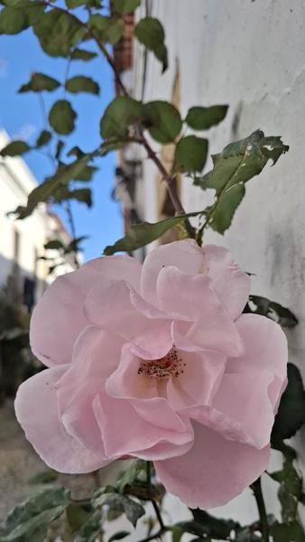 </BR>Maker: SAMSUNG</BR>Model: Galaxy A55 5G</BR>Exposure Time: 1/1179s</BR>F-stop: f/1.8</BR>ISO: 50</BR>Focal Length: 6mm</BR>35mm Focal Length: 23mm