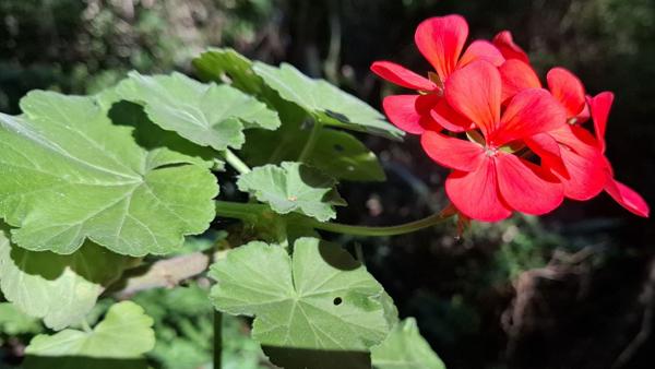 </BR>Maker: SAMSUNG</BR>Model: Galaxy A55 5G</BR>Exposure Time: 1/684s</BR>F-stop: f/1.8</BR>ISO: 50</BR>Focal Length: 6mm</BR>35mm Focal Length: 23mm