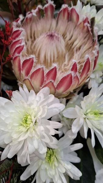 </BR>Maker: SAMSUNG</BR>Model: Galaxy A55 5G</BR>Exposure Time: 1/100s</BR>F-stop: f/1.8</BR>ISO: 200</BR>Focal Length: 6mm</BR>35mm Focal Length: 23mm