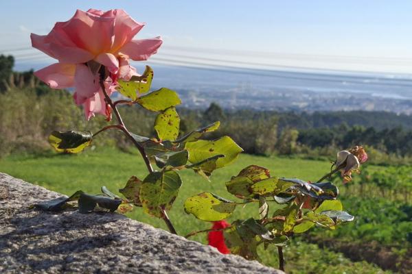 </BR>Maker: SAMSUNG</BR>Model: Galaxy A55 5G</BR>Exposure Time: 1/2770s</BR>F-stop: f/1.8</BR>ISO: 50</BR>Focal Length: 6mm</BR>35mm Focal Length: 23mm