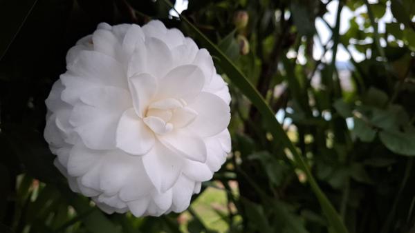 </BR>Maker: SAMSUNG</BR>Model: Galaxy A55 5G</BR>Exposure Time: 1/33s</BR>F-stop: f/1.8</BR>ISO: 250</BR>Focal Length: 6mm</BR>35mm Focal Length: 23mm