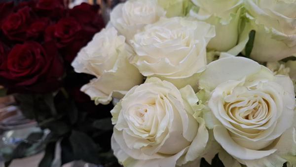 </BR>Maker: SAMSUNG</BR>Model: Galaxy A55 5G</BR>Exposure Time: 1/100s</BR>F-stop: f/1.8</BR>ISO: 160</BR>Focal Length: 6mm</BR>35mm Focal Length: 23mm