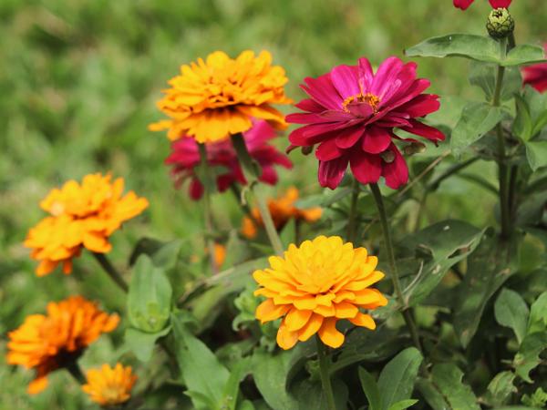 </BR>Maker: CANON</BR>Model: Canon EOS Rebel SL3</BR>Exposure Time: 1/250s</BR>F-stop: f/5.6</BR>ISO: 100</BR>Focal Length: 114mm