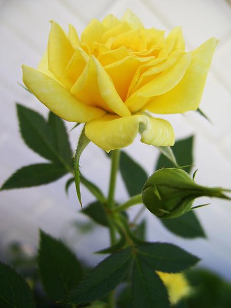 DIGITAL CAMERA</BR>Maker: DIGITAL</BR>Model: Digital Cam</BR>Exposure Time: 1/96s</BR>F-stop: f/2.8</BR>ISO: 100</BR>Focal Length: 6mm